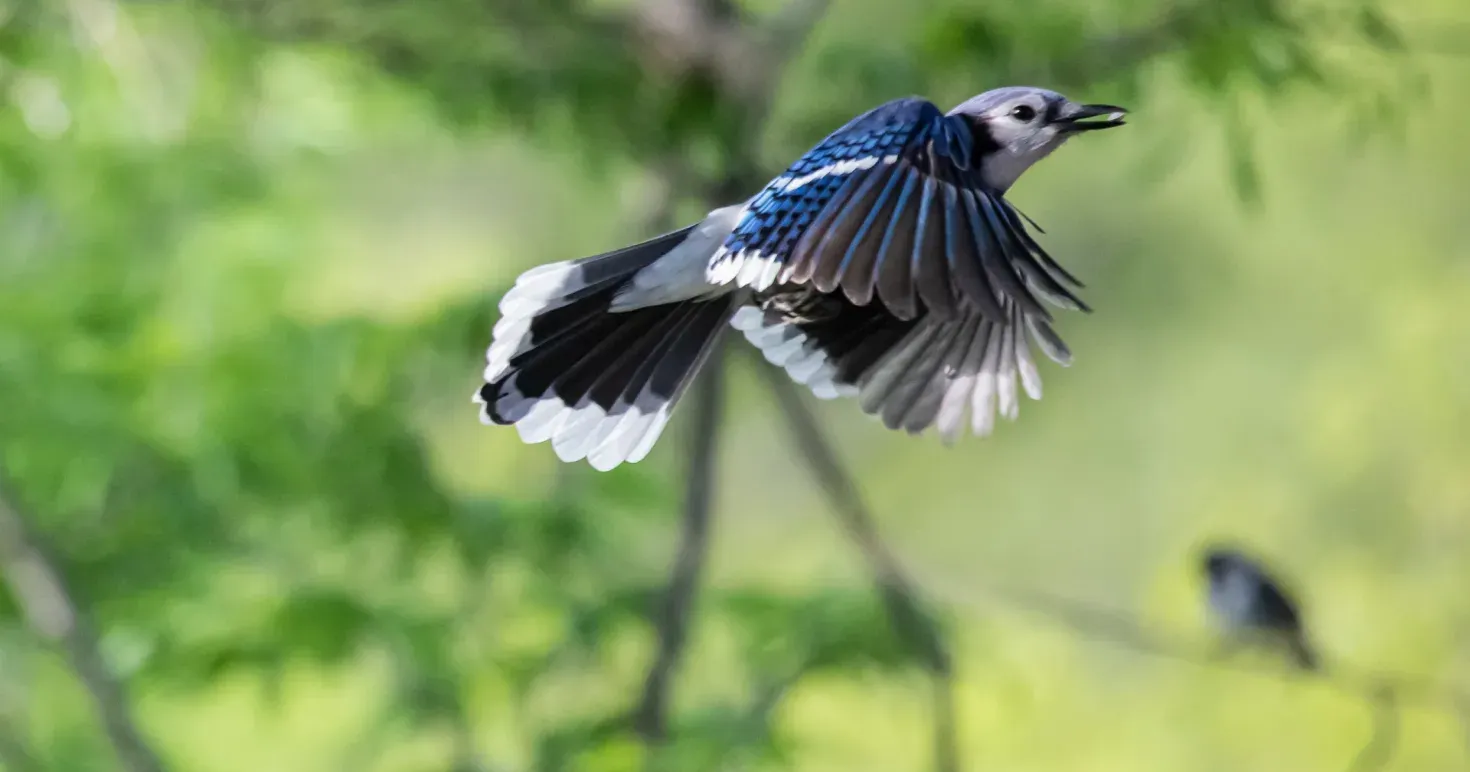 What is Flutter, and Why is it Worth Considering?